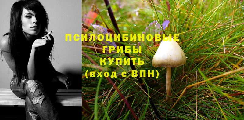 Псилоцибиновые грибы Psilocybe  Тетюши 